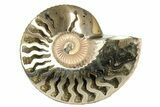 One Side Polished, Pyritized Fossil Ammonite - Russia #174957-2